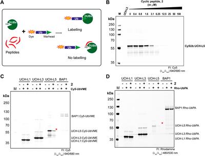Inhibiting UCH-L5: Rational Design of a Cyclic Ubiquitin-Based Peptide Inhibitor
